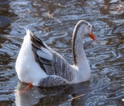 2019 03 17 Veterns MemorialPark 009